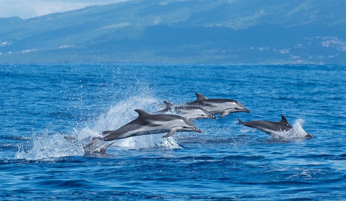 Jumping dolphins off the coast of São Miguel