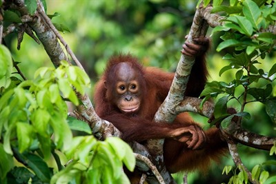 Borneo wildlife: what to see on holiday