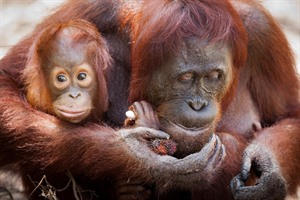 Orangutan mother and infant, Camp Leakey, Kalimantan