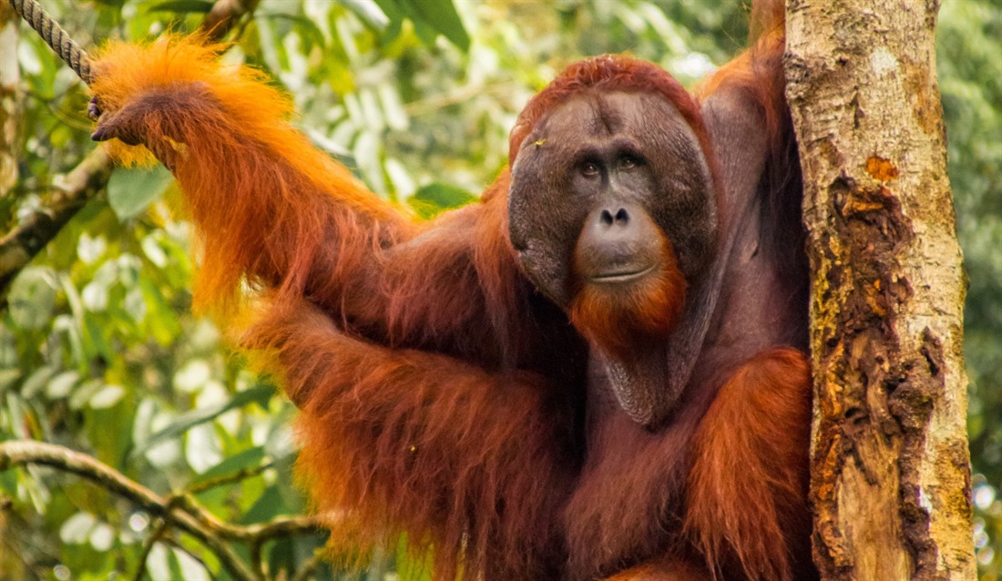 Borneo Wildlife: What Animals Live in Borneo? : Section 3