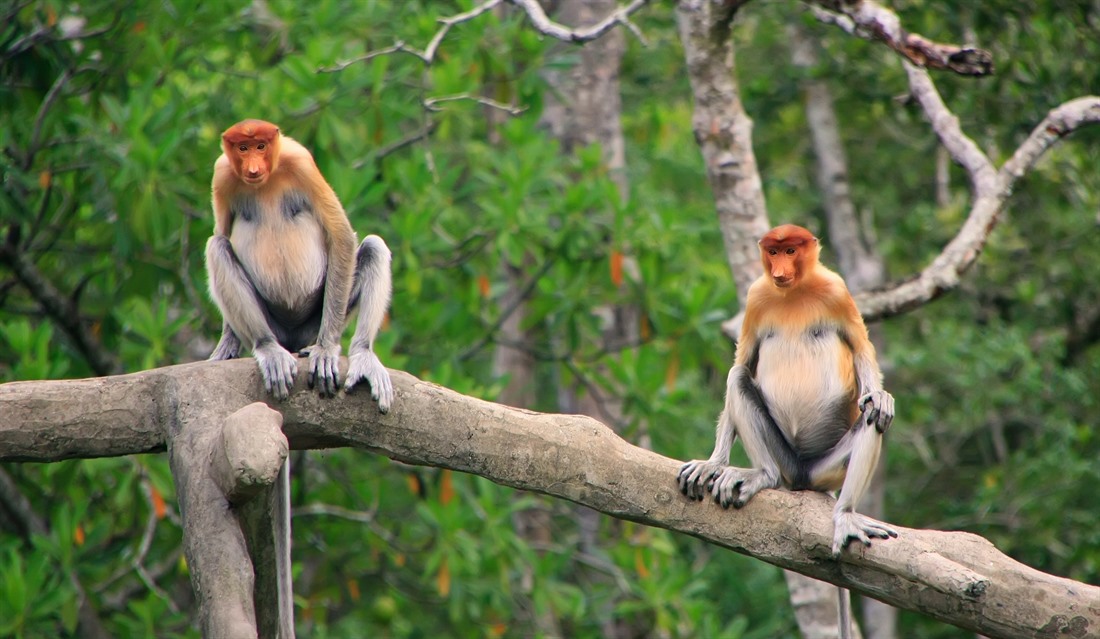 Borneo Wildlife: What Animals Live in Borneo? : Section 5