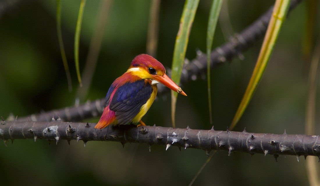 Borneo Wildlife: What Animals Live in Borneo? : Section 8