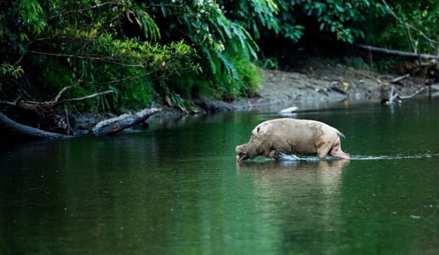 Borneo Wildlife: What Animals Live in Borneo? : Section 14