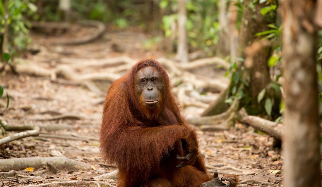 Borneo Wildlife: What Animals Live in Borneo? : Section 18