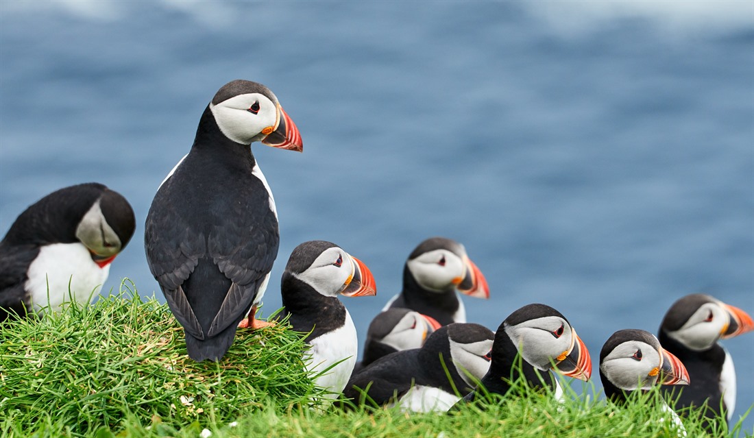 Puffins, Faroe Islands