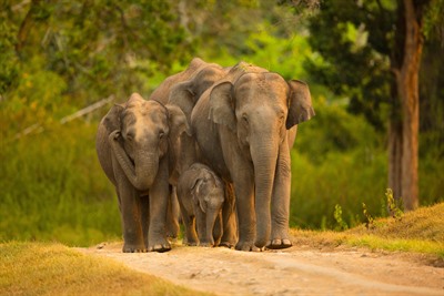 Bandipur