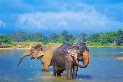 Chitwan National Park