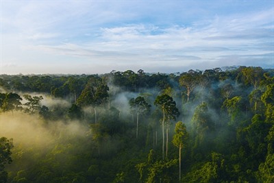 Deramakot Forest Reserve