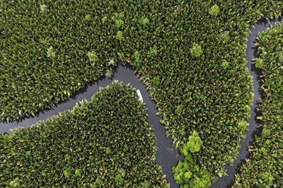 Sungai Kapur Virgin Jungle Reserve