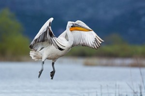 Boat tour of Skadar Lake with a visit to a family-owned wine cellar 3