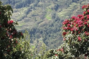 Mountain Lodges of Nepal | Dhampus Lodge panoramic views