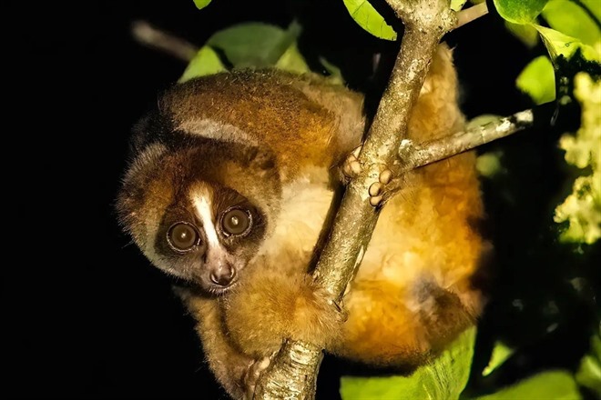 Tarsier at night 