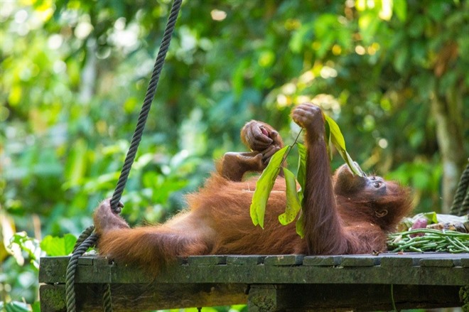 Orangutan at the Sepilok Orangutan Rehabilitation Centre