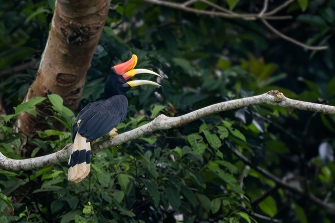 Hornbill in the Rainforest