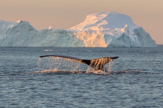 Whales near Ilulissat