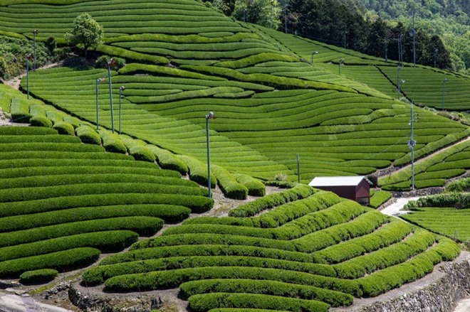 Uji Tea Plantation