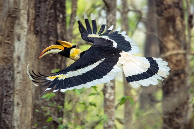 Chitwan National Park birdlife