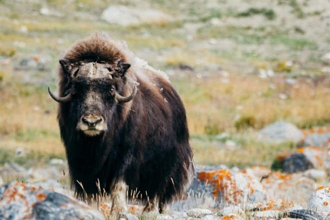 Musk oxen