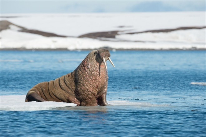 Walrus