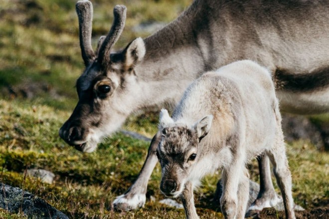 Reindeer