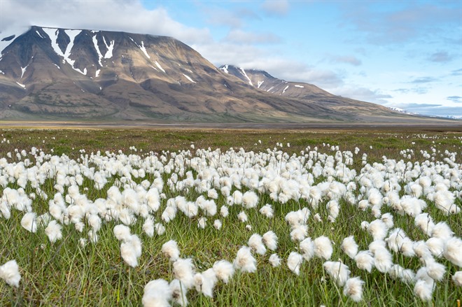 Wildlife and nature of the arctic in summer