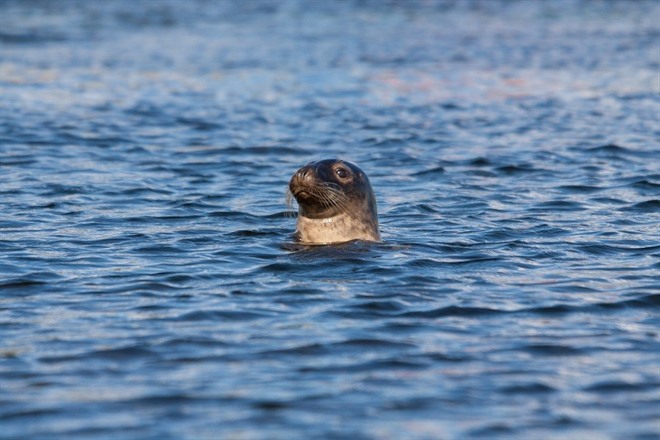 GUIDED KAYAK AND SEAL SAFARI