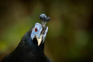 Borneo bird