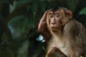 Macaque