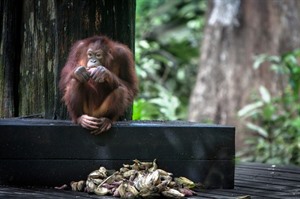 Borneo Turtle & Wildlife Encounter 4