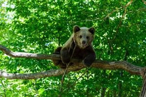 Zărnești Bear Sanctuary