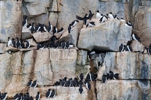 May the Sun Shine Break | Penguins of the Arctic