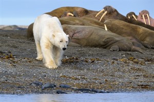 May the Sun Shine Break | Polar bear and Wulrus