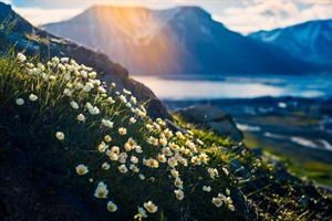 May the Sun Shine Break | Summer Fjords and flowers