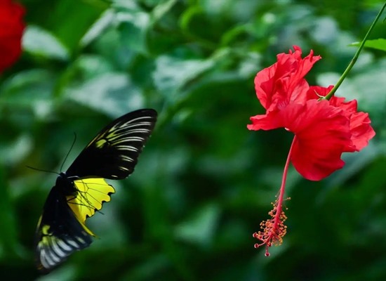 Borneo River & Jungle Adventure