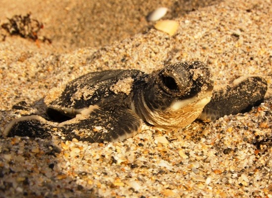 Borneo Turtle & Wildlife Encounter