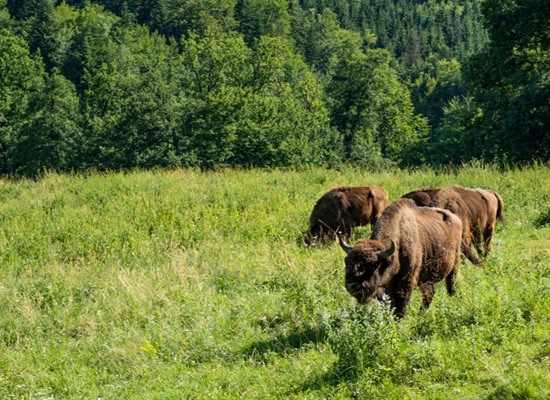 Transylvania Wildlife & Nature Experience